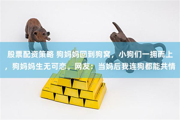 股票配资策略 狗妈妈回到狗窝，小狗们一拥而上，狗妈妈生无可恋。网友：当妈后我连狗都能共情